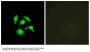 Anti-TSC22 domain family protein 1 TSC22D1 Antibody