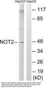 Anti-CNOT2 Antibody