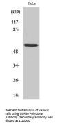 Anti-USP30 Antibody