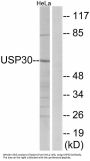 Anti-USP30 Antibody