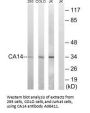Anti-CA14/Ca Xiv Antibody