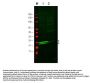 Anti-Myosin MYL9 Antibody