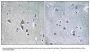 Anti-OAZ1 Antibody