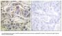 Anti-RapGEF1/Grf2 Antibody
