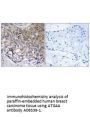 Anti-Cysteine protease ATG4A ATG4A Antibody