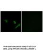 Anti-Cysteine protease ATG4A ATG4A Antibody