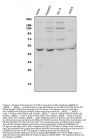 Anti-ATG4A Antibody Picoband®