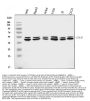 Anti-ATG4A Antibody Picoband®