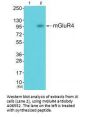 Anti-GluR4 GRM4 Antibody