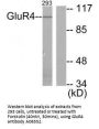 Anti-GluR4 GRM4 Antibody