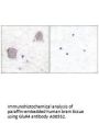 Anti-GluR4 GRM4 Antibody