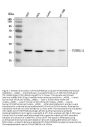Anti-POH1/PSMD14 Antibody Picoband®