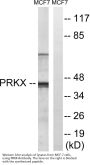 Anti-PRKX Antibody