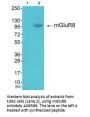 Anti-GluR8 GRM8 Antibody