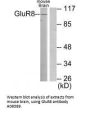 Anti-GluR8 GRM8 Antibody