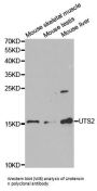 Anti-Urotensin II UTS2 Antibody