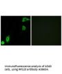 Anti-RPS20/Ribosomal Protein S20 Antibody