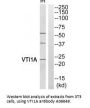 Anti-VTI1A/V Snare Vti1A Antibody