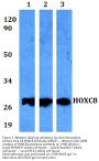 Anti-Homeobox protein Hox-C8 HOXC8 Antibody