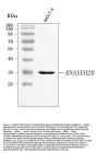 Anti-RNASEH2B Antibody PicobandÂ®