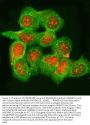 Anti-RNASEH2B Antibody PicobandÂ®