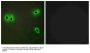 Anti-Collagen XIII alpha1 COL13A1 Antibody