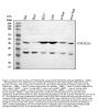 Anti-PTGES2/Gbf1 Antibody Picoband®