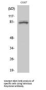 Anti-SEMA4A/Semaphorin 4A Antibody