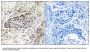 Anti-APBA2/X11Beta Antibody