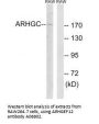Anti-ARHGEF12/Larg Antibody