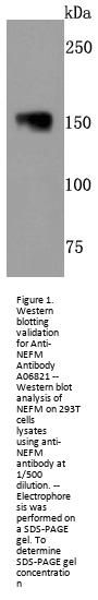 Anti-NEFM Antibody