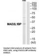 Anti-MAD2L1BP/Mad2L1 Binding Protein Antibody