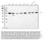 Anti-POGLUT1 Antibody Picoband®