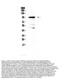 Anti-AMOTL2 Antibody PicobandÂ®