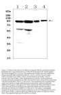 Anti-AMOTL2 Antibody PicobandÂ®