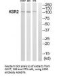 Anti-Kinase suppressor of Ras 2 KSR2 Antibody