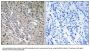 Anti-ARHGEF9/Collybistin Antibody