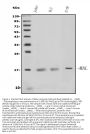 Anti-MAL Antibody PicobandÂ®