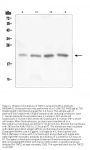 Anti-TAF12 Antibody Picoband®
