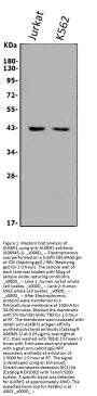 Anti-ALKBH1 Antibody PicobandÂ®