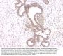 Anti-ALKBH1 Antibody PicobandÂ®