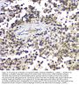 Anti-ALKBH1 Antibody PicobandÂ®