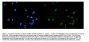Anti-ALKBH1 Antibody PicobandÂ®