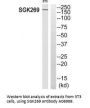 Anti-SGK269 PEAK1 Antibody