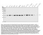 Anti-TRAP alpha/TRAPA/SSR1 Antibody Picoband®