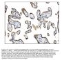 Anti-TRAP alpha/TRAPA/SSR1 Antibody Picoband®