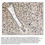 Anti-TRAP alpha/TRAPA/SSR1 Antibody Picoband®