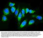 Anti-TRAP alpha/TRAPA/SSR1 Antibody Picoband®