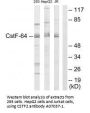 Anti-CSTF2/Cstf 64 Antibody
