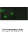 Anti-CSTF2/Cstf 64 Antibody